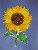P6 Sunflower Pictures