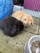 The rabbits have arrived.