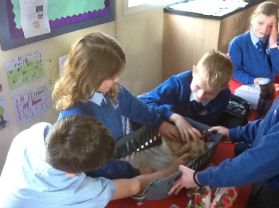 P5 enjoy a visit from our pet rabbits