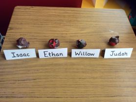 Look at our fantastis robins