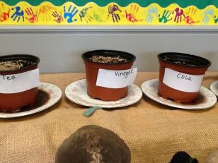 P6C Conditions for growing grass seed